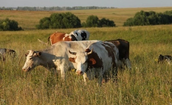 В ВКО начато расследование гибели скота 
