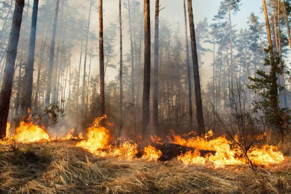 В ВКО горит лес