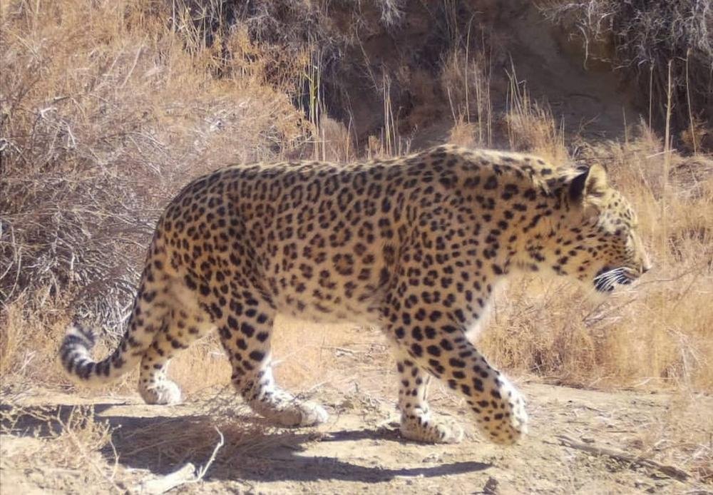 Леопард попался в фотоловушку в Устюртском заповеднике