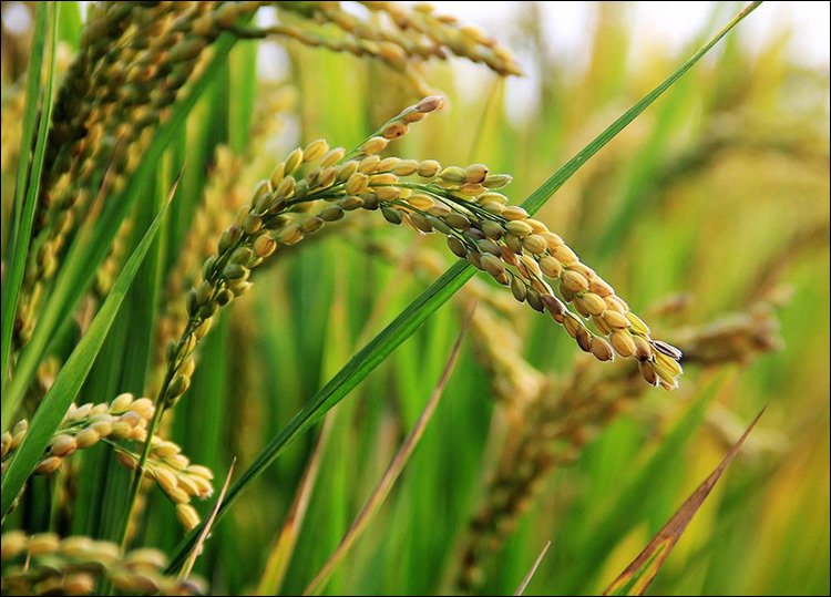 Посевы риса под угрозой гибели из-за нехватки воды в Кызылординской области