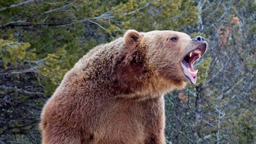 Медведь убил россиянина в Алматинской области 