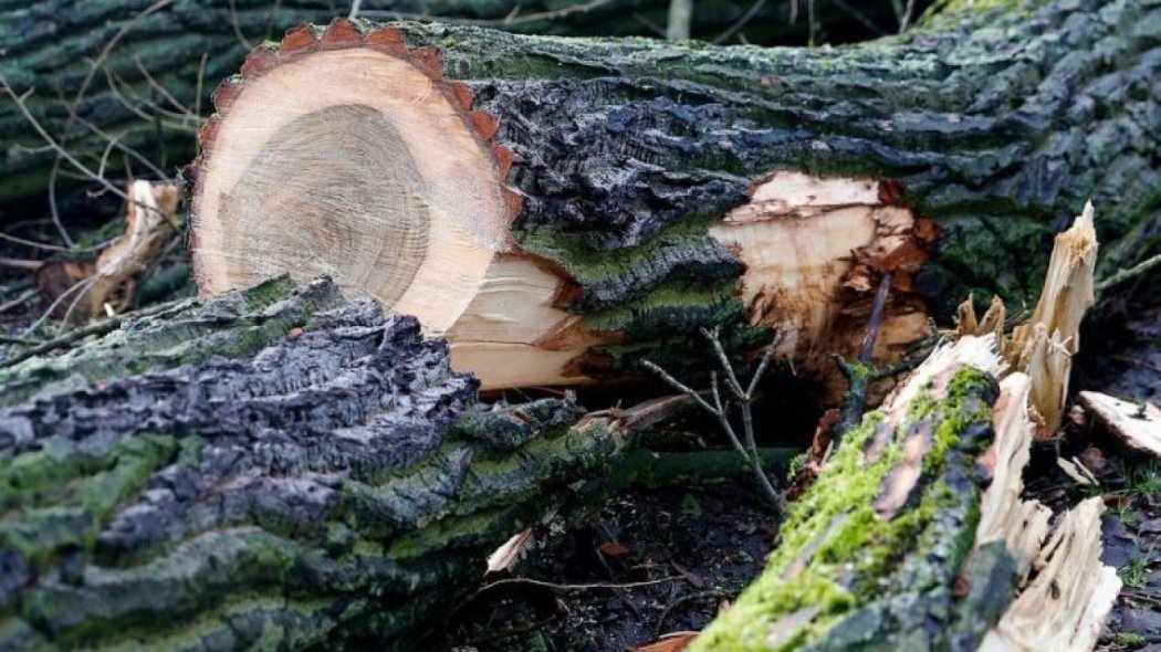Упавшее дерево убило 16-летнего парня в Павлодарской области 