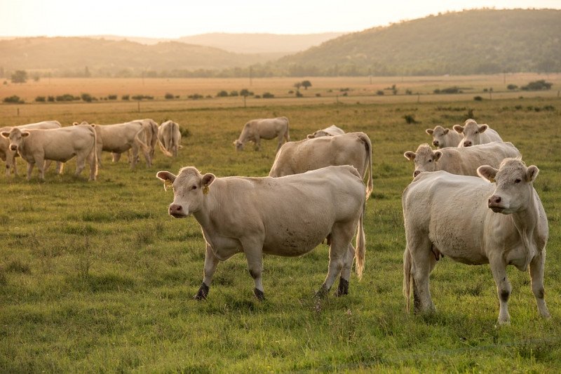Вывоз живого скота из Казахстана запрещен до ноября 2020 года 