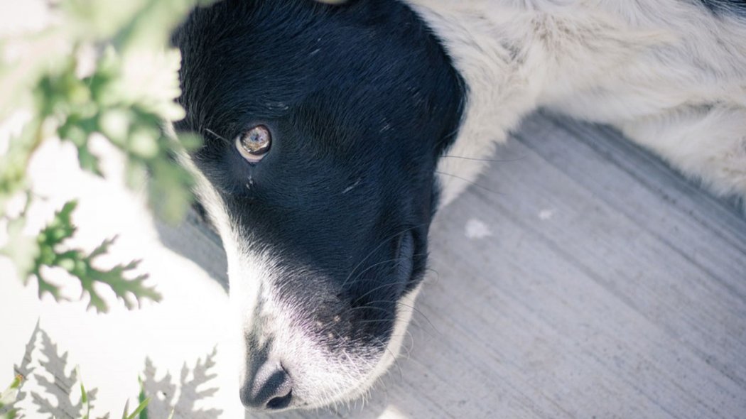 До смерти забил собаку житель Атырауской области 