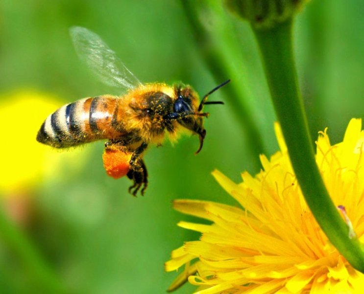 Экологи призывают ЕС принять срочные меры для спасения пчёл и бабочек  
