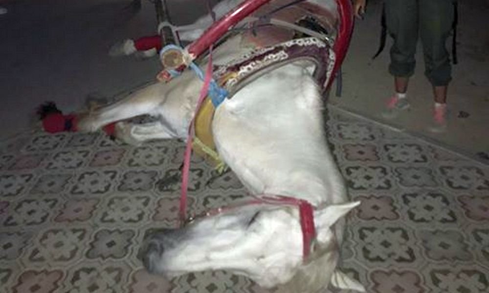 Запряжённая в карету лошадь упала в обморок в актауском парке 