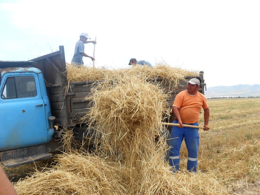 Один день лета год кормит, или как проходит самая горячая пора для аграриев Алматинской области
