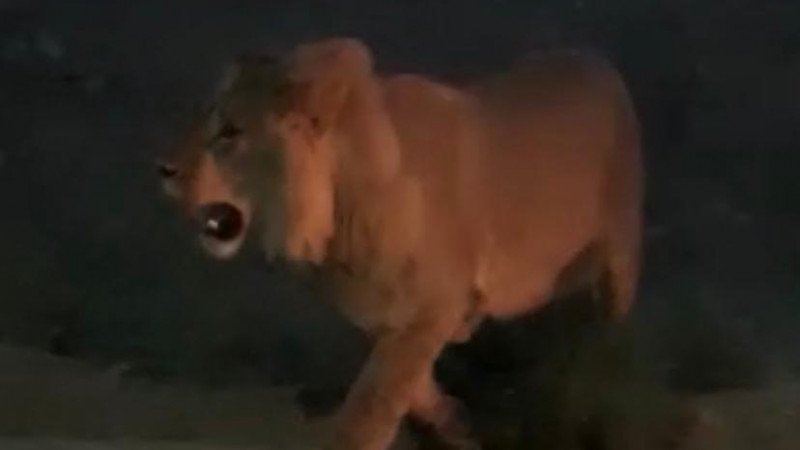 Львица гуляла по пригороду Актау  
