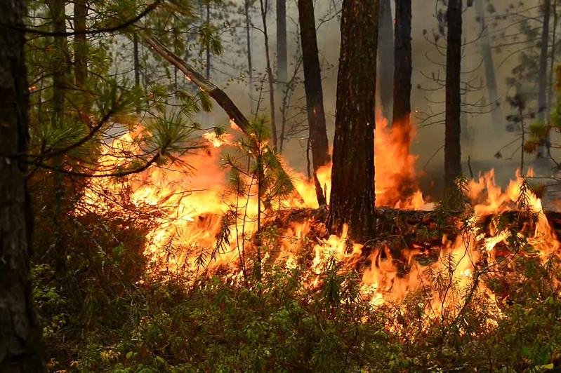 Лесные пожары произошли из-за гроз в ВКО