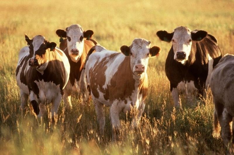 5 тысяч голов скота отобрали у жителей Павлодарской области  