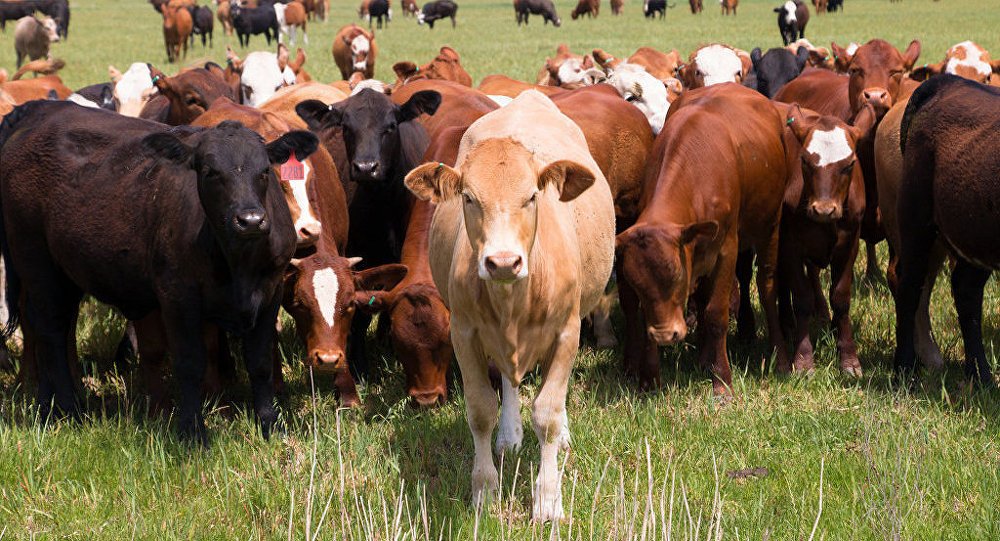 Сотню коров забили по ошибке в Костанайской области 