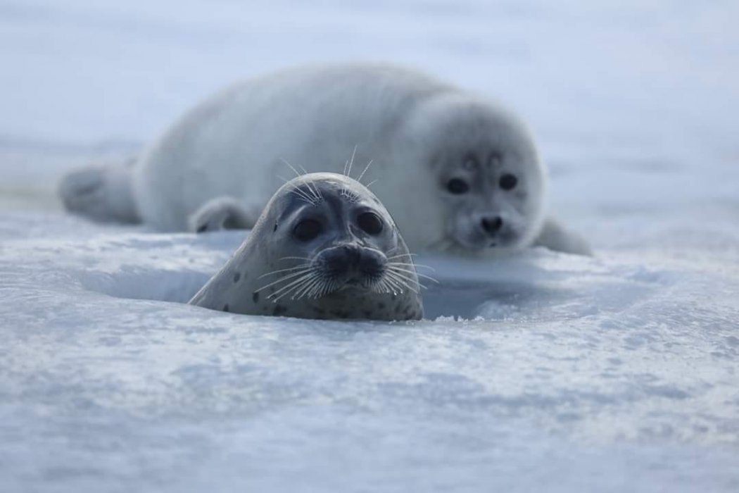 Вопрос о включении каспийского тюленя в Красную книгу рассмотрели в Казахстане 