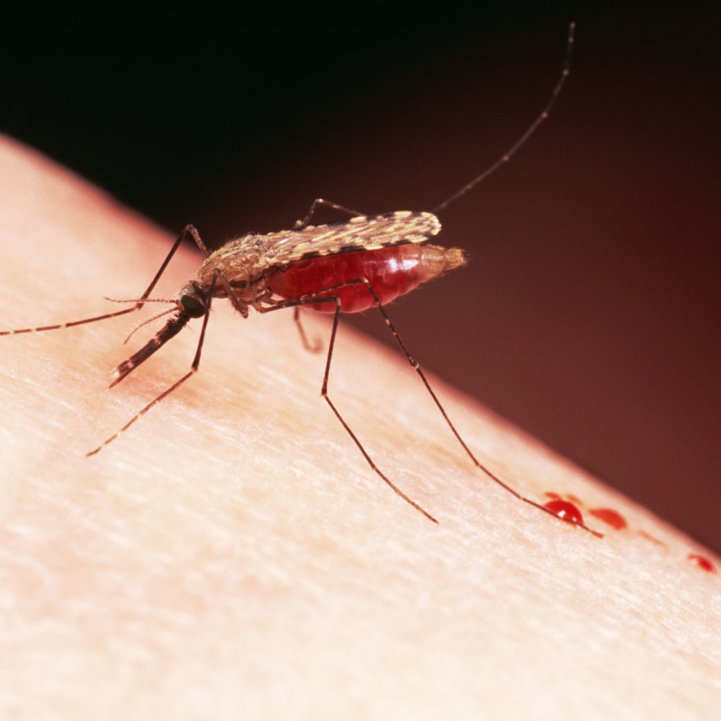 Жители Атырау страдают от нашествия комаров 