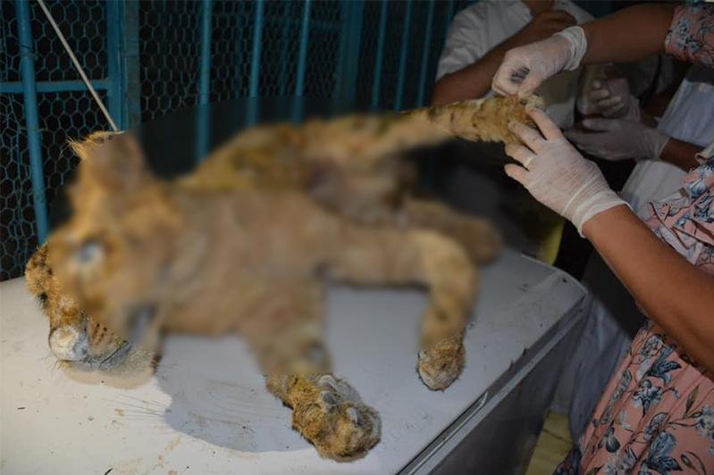 Фотографию мертвой львицы прокомментировали в зоопарке Алматы 