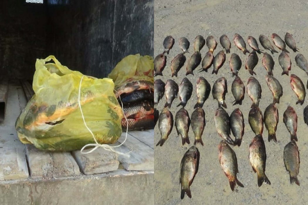 Более 41 кг незаконно выловленной рыбы обнаружили в Актюбинской области 