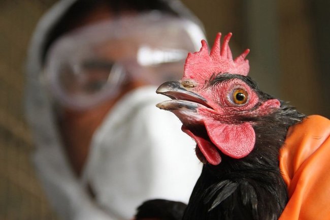 Ограничения ввели на границе Казахстана с Россией из-за птичьего гриппа
