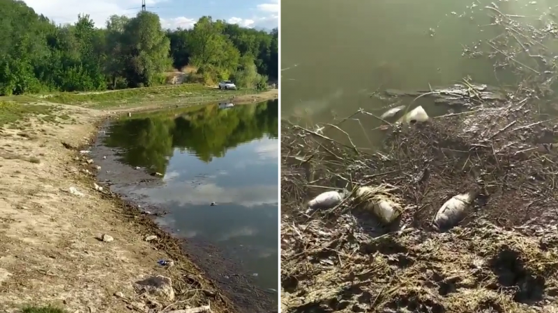 Рыбы гибнут в озере Пархач в Алматы 