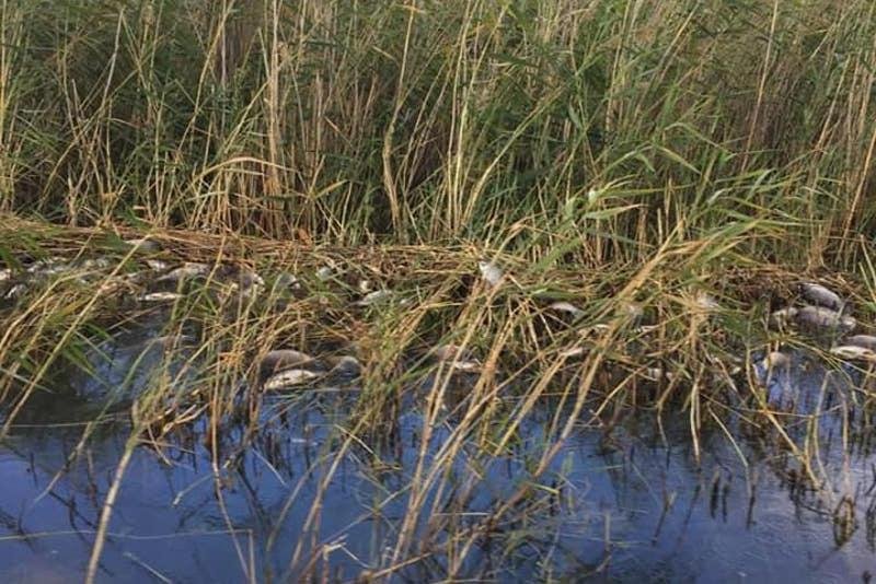 Превышение концентрации сероводорода выявили у озера с погибшей рыбой в СКО 