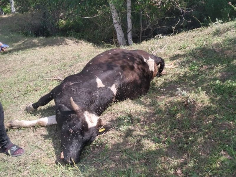 Медведи нападают на отгоны с домашним скотом в ВКО