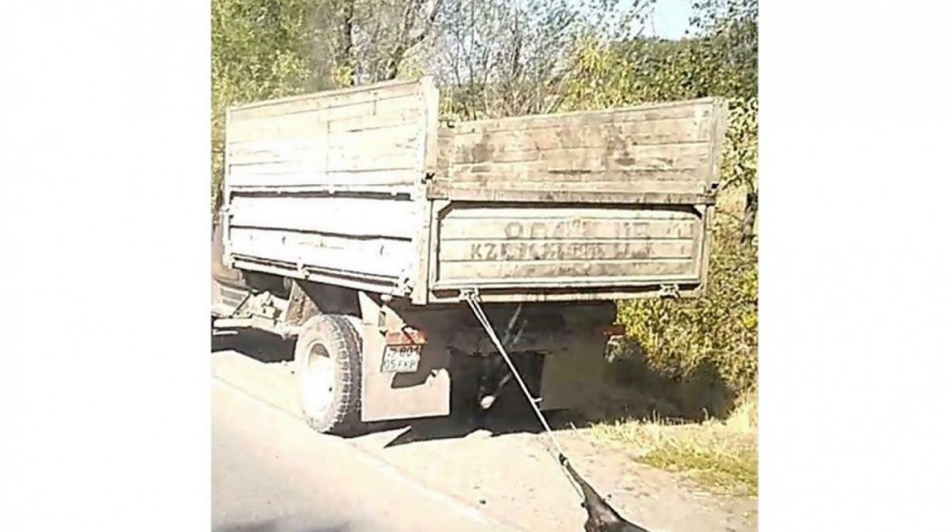 Привязанную к грузовику собаку протащили по трассе в Алматинской области
