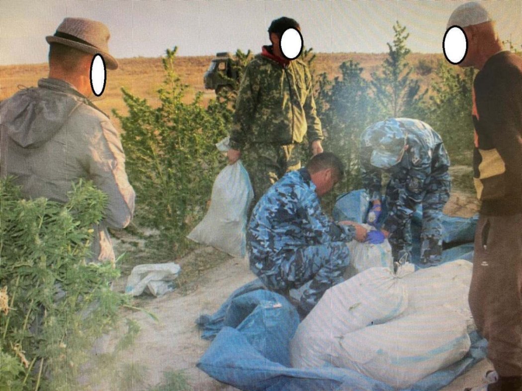 Жителей Кызылординской области задержали за культивирование наркотиков