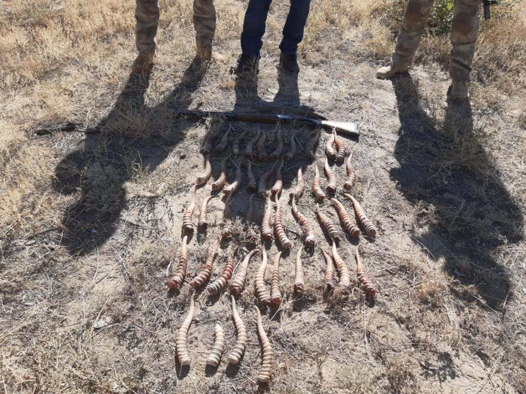44 рога сайгаков обнаружили в доме жителя Актюбинской области 