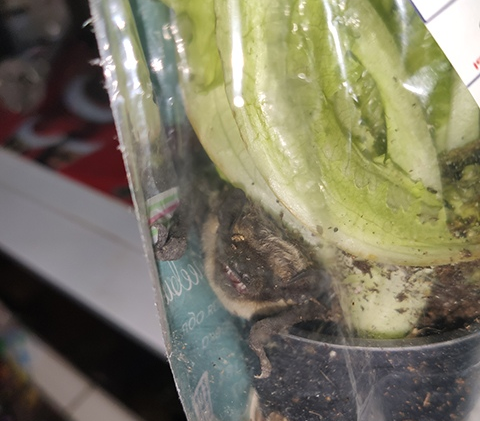 Летучую мышь нашли в пакете из супермаркета в Костанае 