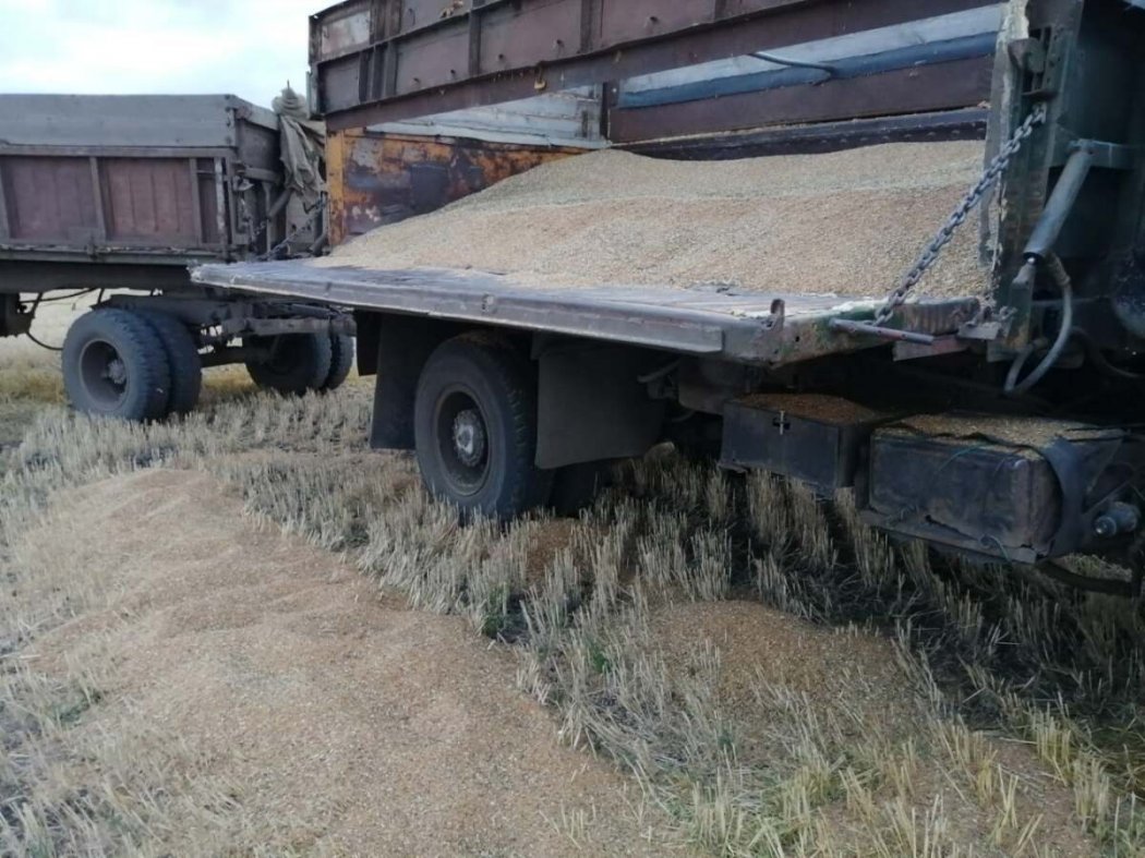Свыше 10 тонн зерна украл житель СКО