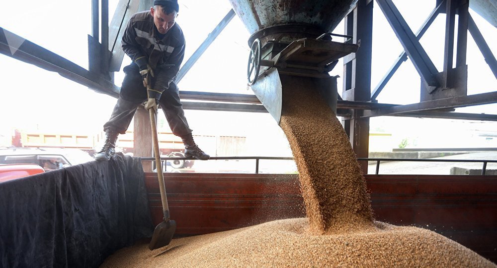 В Казахстане признали проблему с контролем при ввозе зерна из России