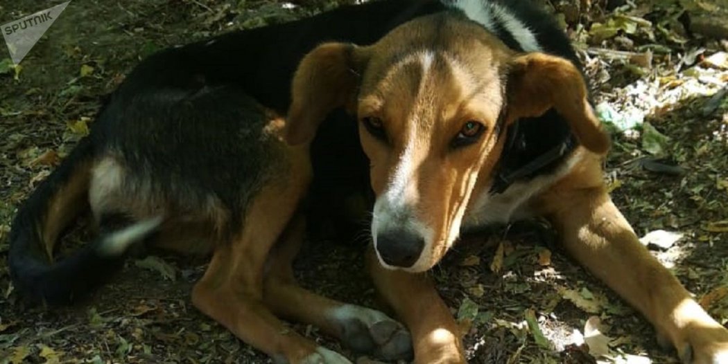 "А вдруг нас застрелят?": алматинцы заявили о жестоких убийствах собак