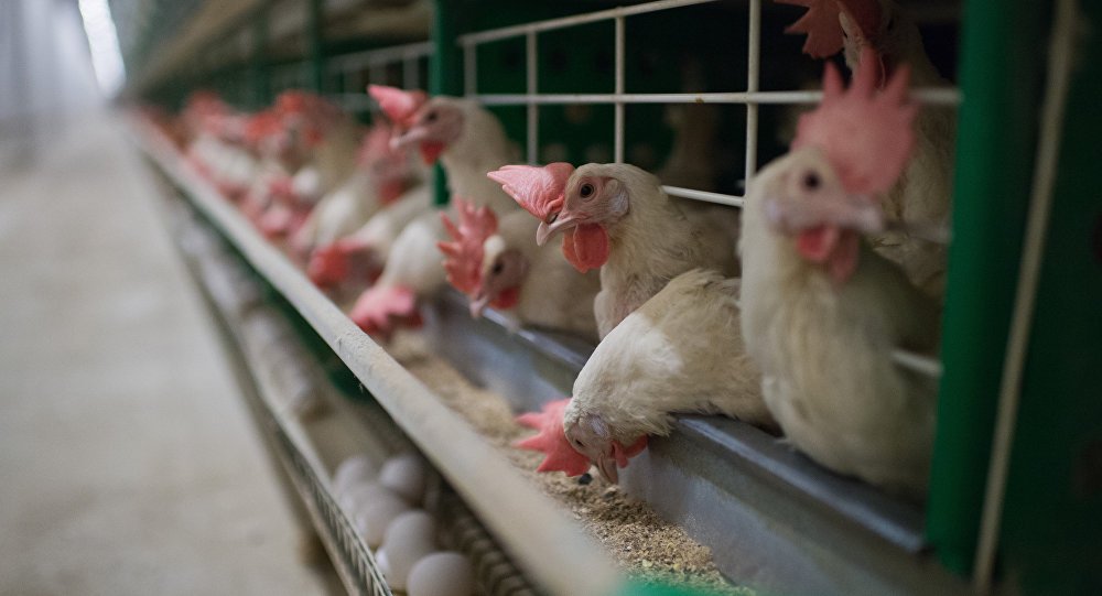 Вспышка птичьего гриппа в Казахстане: ветеринары не могут проверить птицефабрики