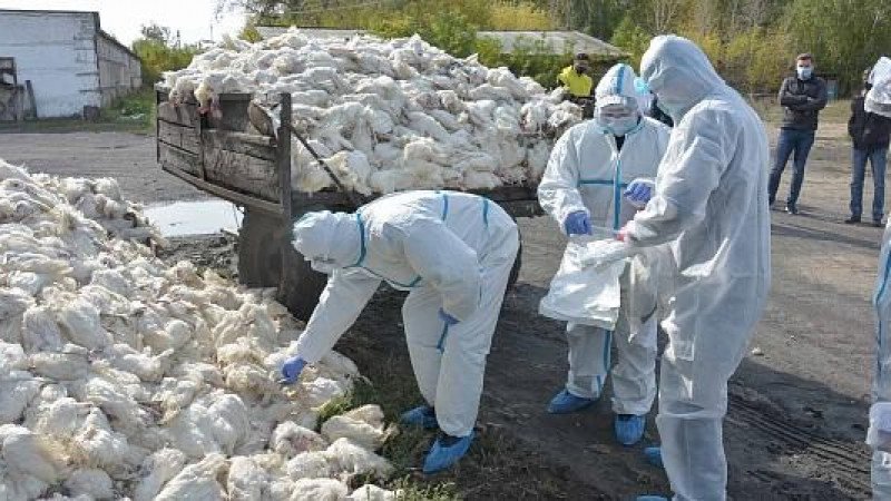 Птичий грипп в СКО: Более 180 тысяч кур погибли за одни сутки