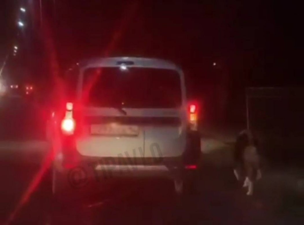 Жителя Павлодара наказали за выгул собаки на автомобиле