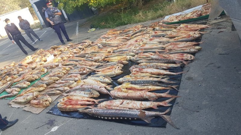 Более тонны красной рыбы пытались вывезти браконьеры из Атырау