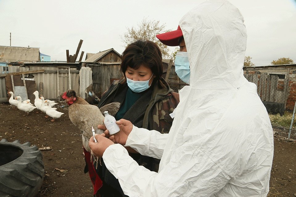 Первые случаи птичьего гриппа выявлены в Костанайской области 
