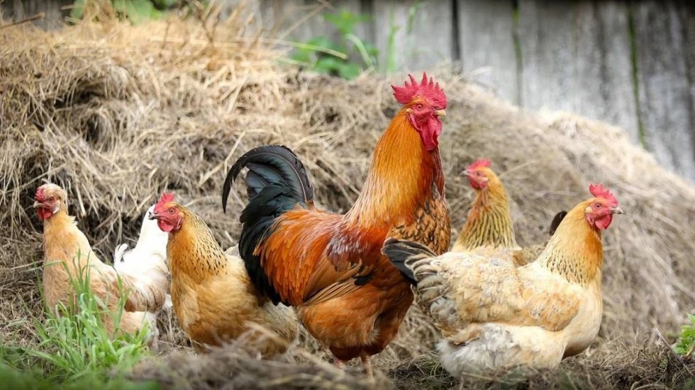 В трех селах Карагандинской области ввели карантин из-за птичьего гриппа