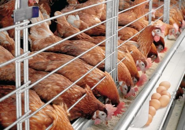 Более 500 тысяч кур утилизируют  из-за птичьего гриппа в Аркалыке