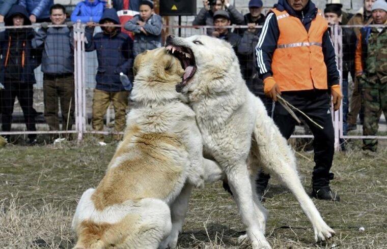 Организаторов собачьих боев ищут в Алматинской области 