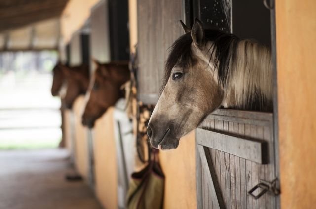 Падеж лошадей в Кызылординской области: владельцам не будут выплачивать компенсацию