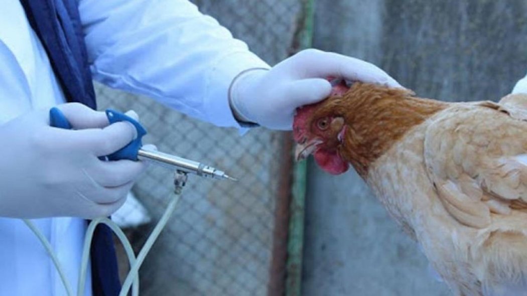 В шести областях Казахстана ввели карантин из-за птичьего гриппа