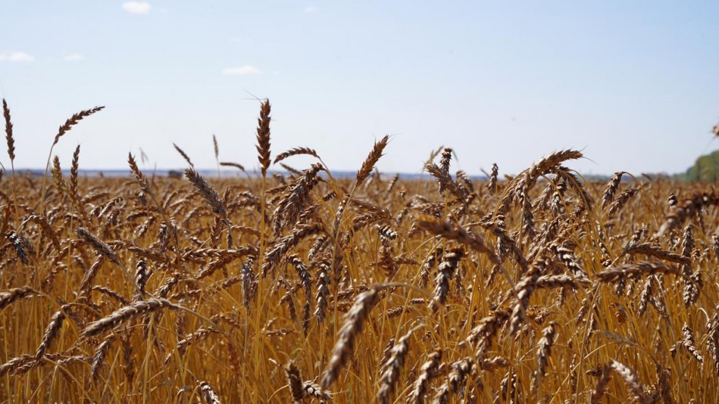 В Акмолинской области завершили уборку зерновых культур