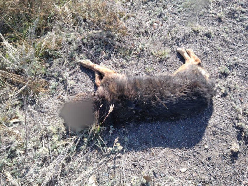 Живодеров, жестоко убивших четырех собак, разыскивают в Костанайской области 