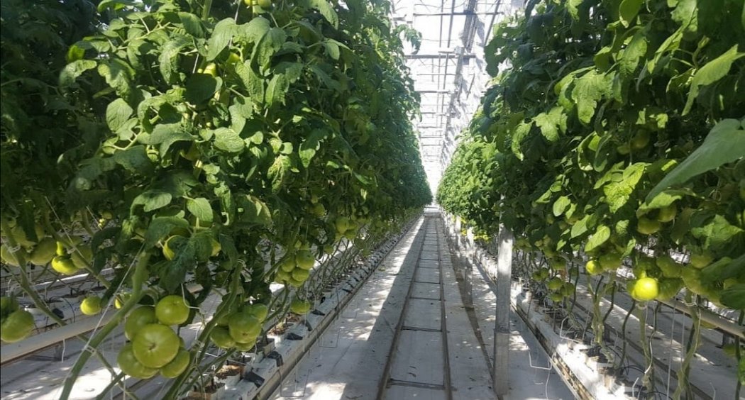 Более 2,5 тонн свежих овощей поставляет предприятие Акмолинской области