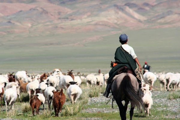 Казахстанцы вынуждены приглашать пастухов из других стран