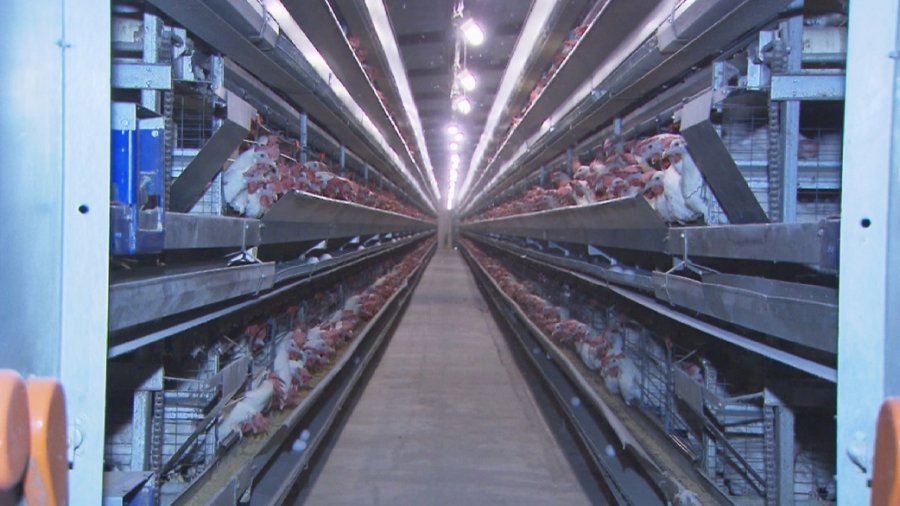 Массовый падёж кур зафиксирован на крупнейшей птицефабрике  в Алматинской области