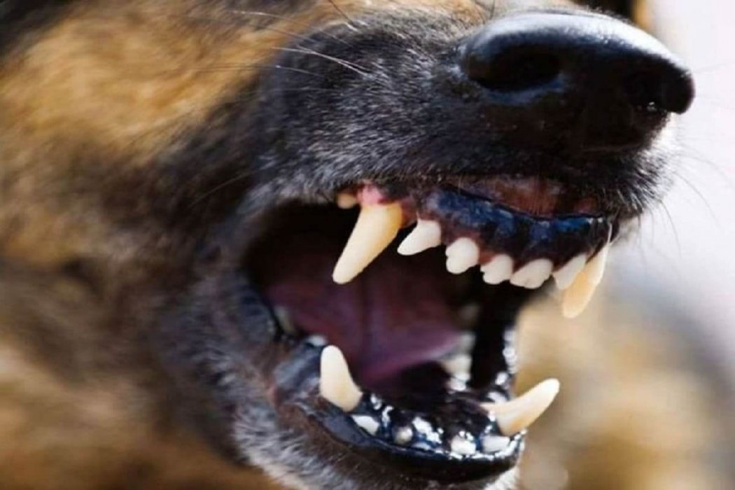 6-летнюю девочку до смерти загрызли собаки в Сатпаеве 