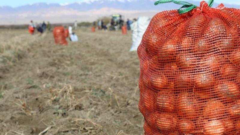 Алматы облысында 700 мың тоннадан астам картоп жиналды