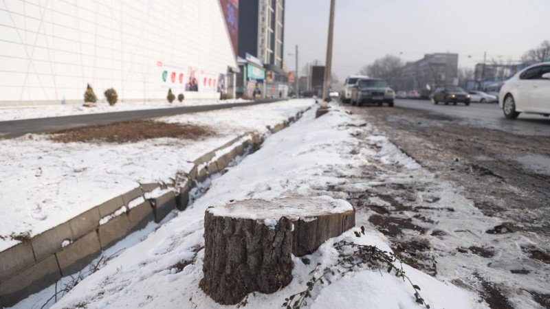 К.Токаев поручил провести расследование факта вырубки деревьев в Алматы