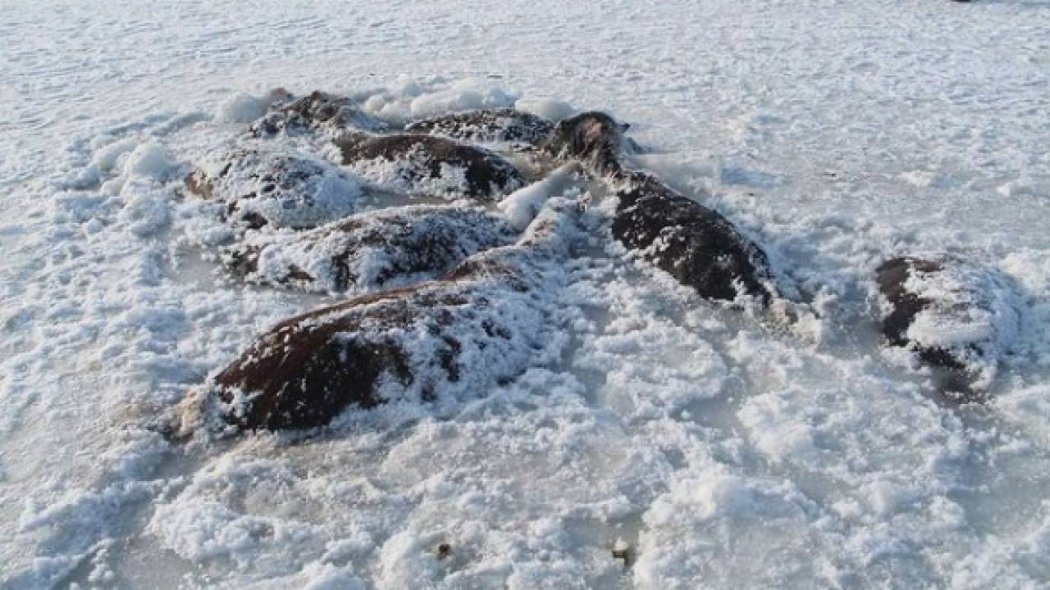 В Павлодарской области 26 потерявшихся лошадей замерзли в ледяном озере