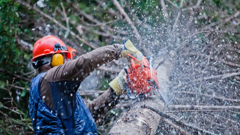 Об ужесточении наказания за вырубку деревьев рассказали в Минэкологии 